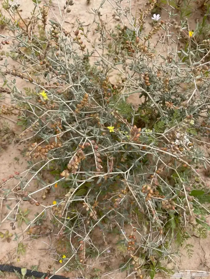 بذور الرقروق المنبت للكمأه الزبيدي 2