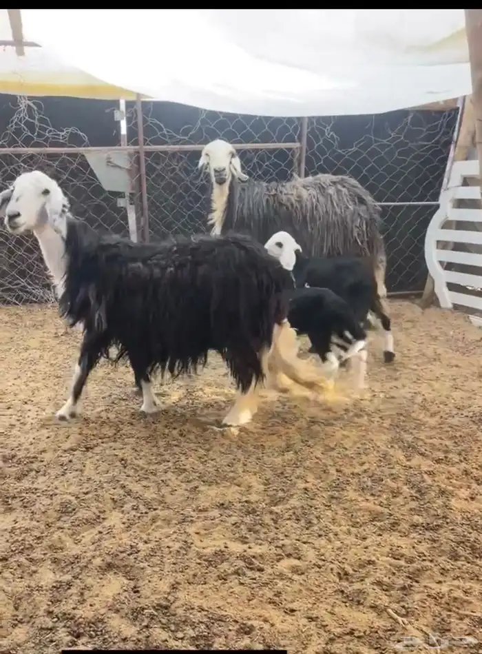 متابيع 1