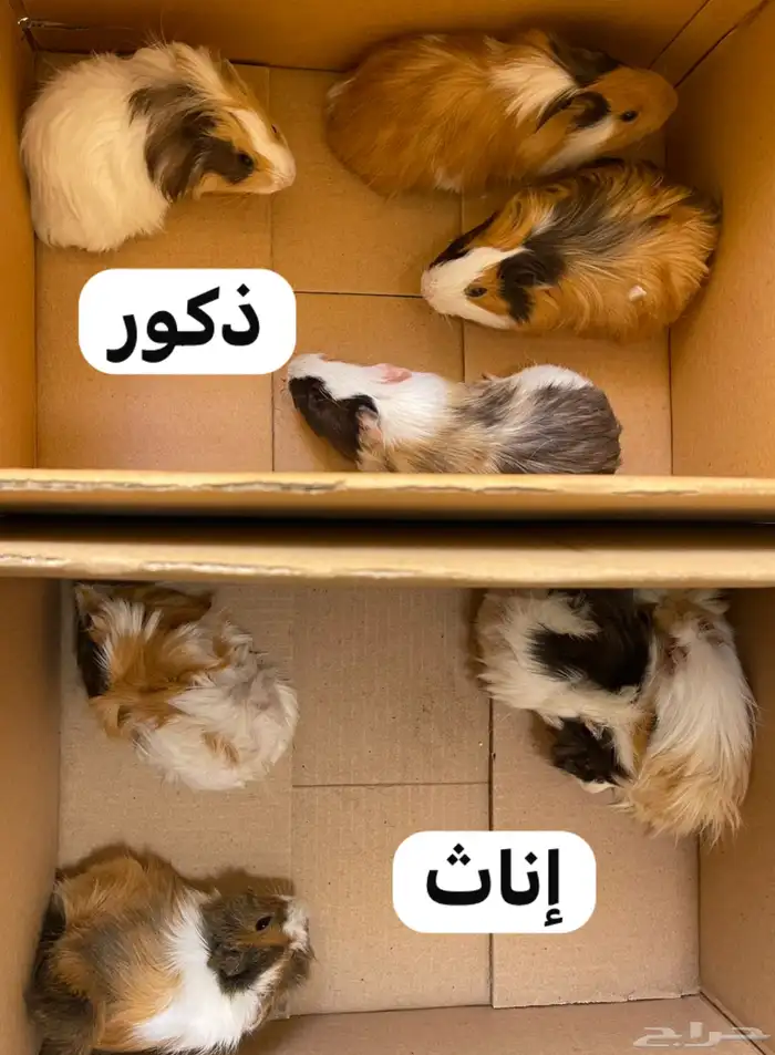 4 أزواج وبرية كبار وبالغين جميلة 0