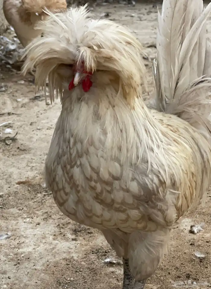 دجاج بولش أمريكي 1