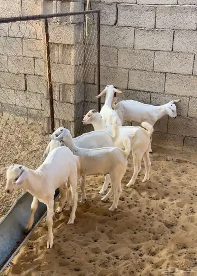 بهم ذبايح index