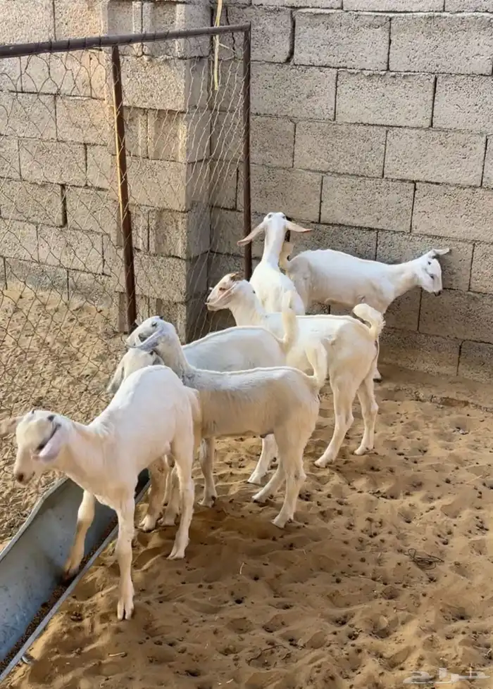 بهم ذبايح 0