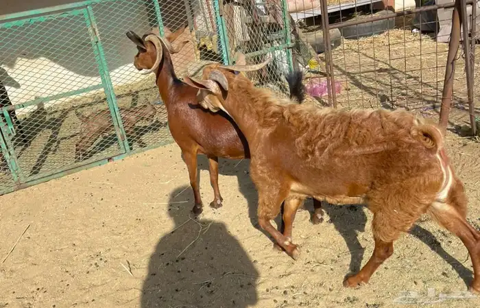 تيس مشروع فحل وعنز 1