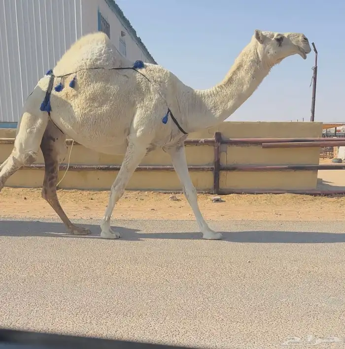 للبيع خفوت رمانيه 0