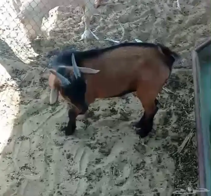 ماعز قزم 0