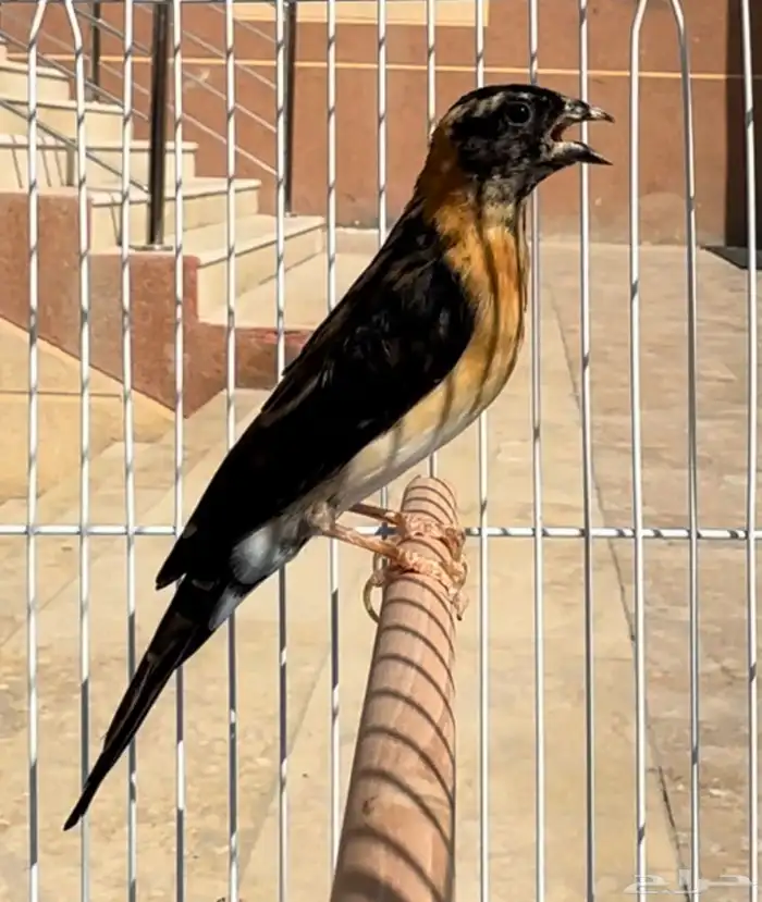 طير الجنه .. انثى اكبر من سنه 1