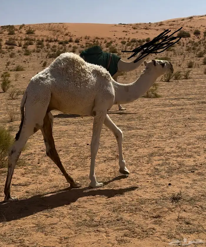 قعود للبيع يصلح فحل طيب 0