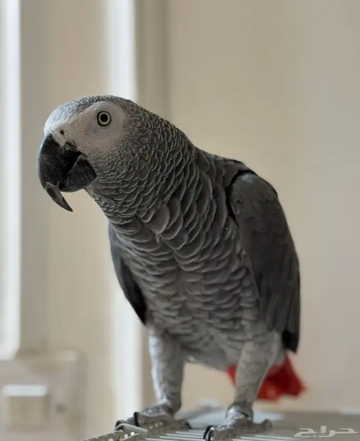 ببغاء كاسكو 1