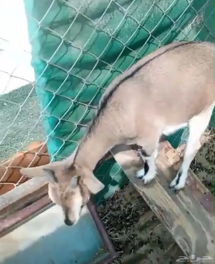 ماعز قزم 2