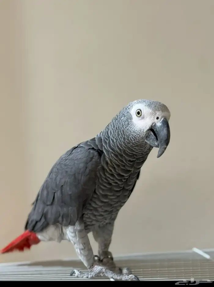 ببغاء كاسكو 2