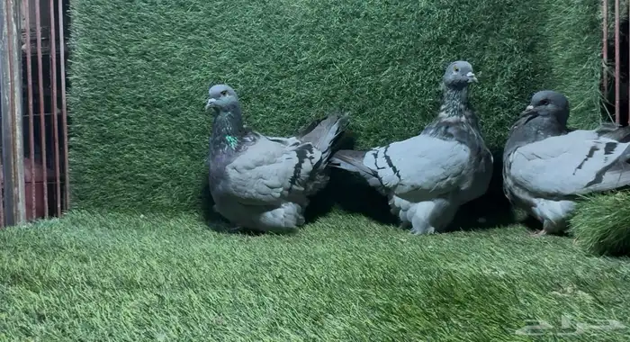 حمام فرش مع إنتاجه 2