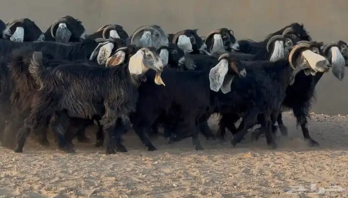 مراح معزا عوارض جروم عددها 15 يتبعها 8 جذعات 6