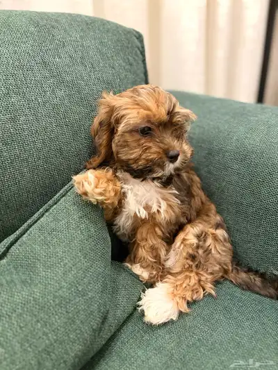 shih poo dogs for sale كلاب شيبو للبيع index