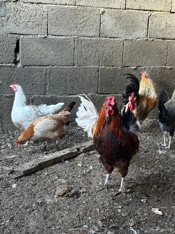 ديوك أمريكي مع دجاج بلدي تبارك الرحمن 12