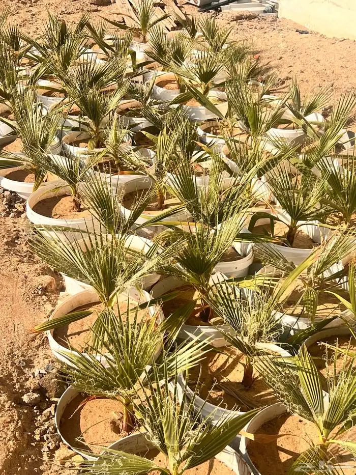 نخيل واشنطونيا ( جمله ) فرصه استثمارية 9