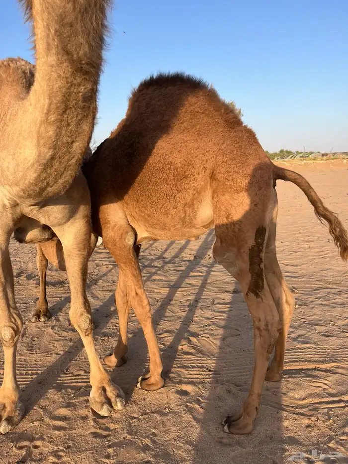 قعود طايش شحم علي الحليب عمره 9 شهور 1