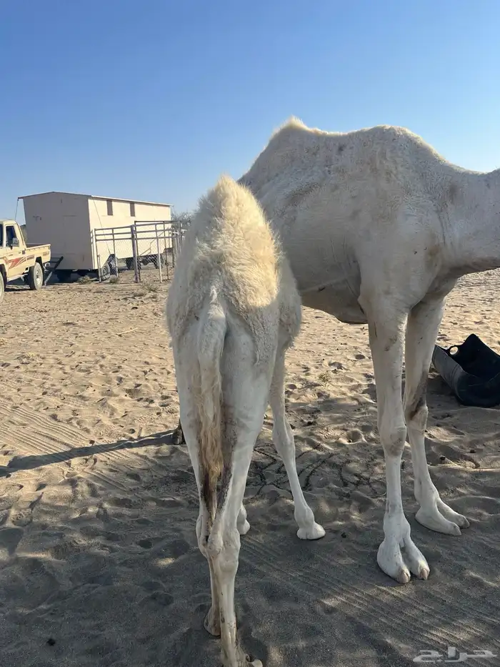 ناقة خلفة 0