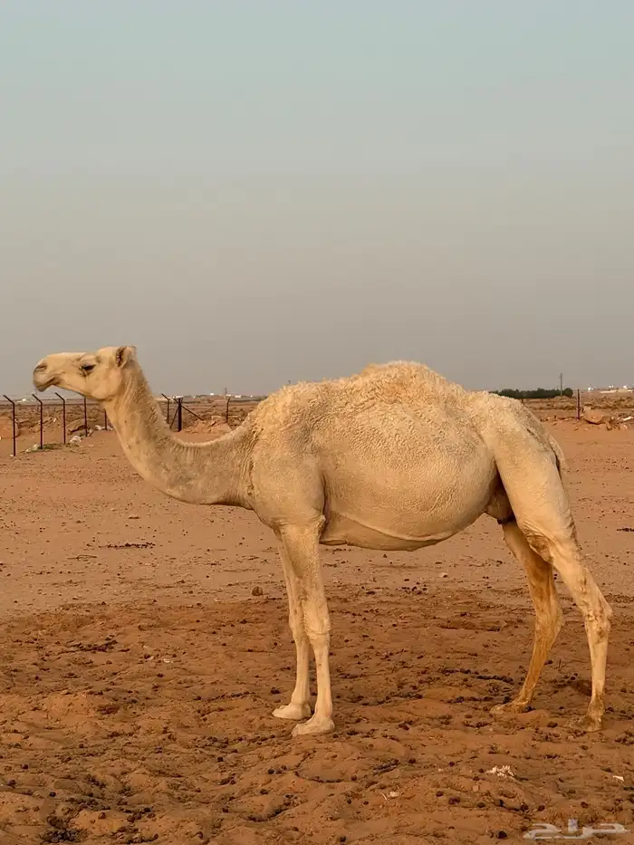 لقحات قريبات سليمات العذاريب 5