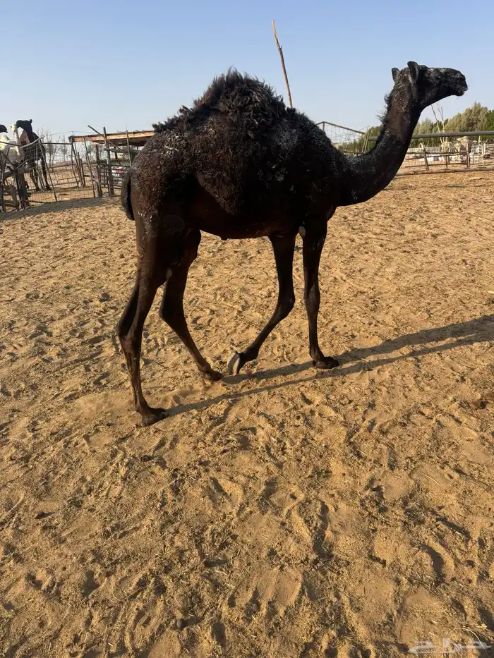 قعود 0