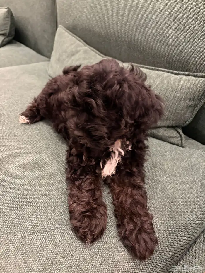shih poo dogs for sale كلاب شيبو للبيع 20
