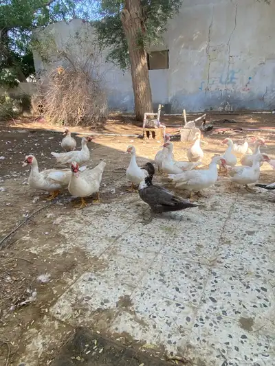 بط مصري نضيف index