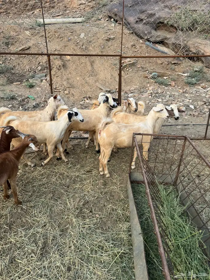 جفار تأسيس مراح 1