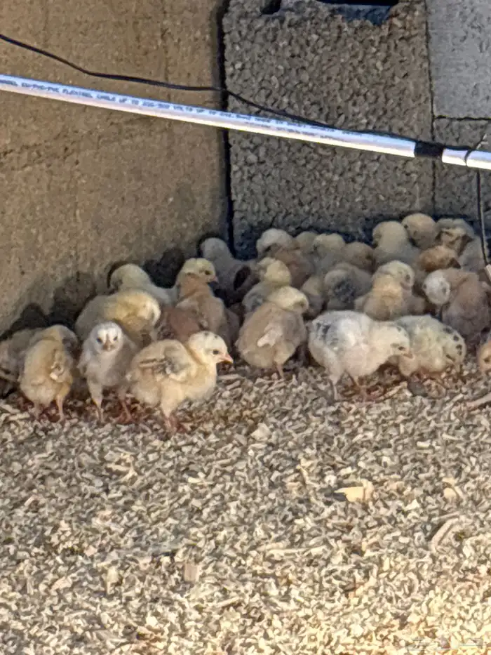 صوص دجاج بلدي 0