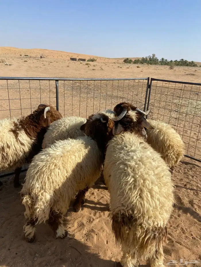 تم البيع 1