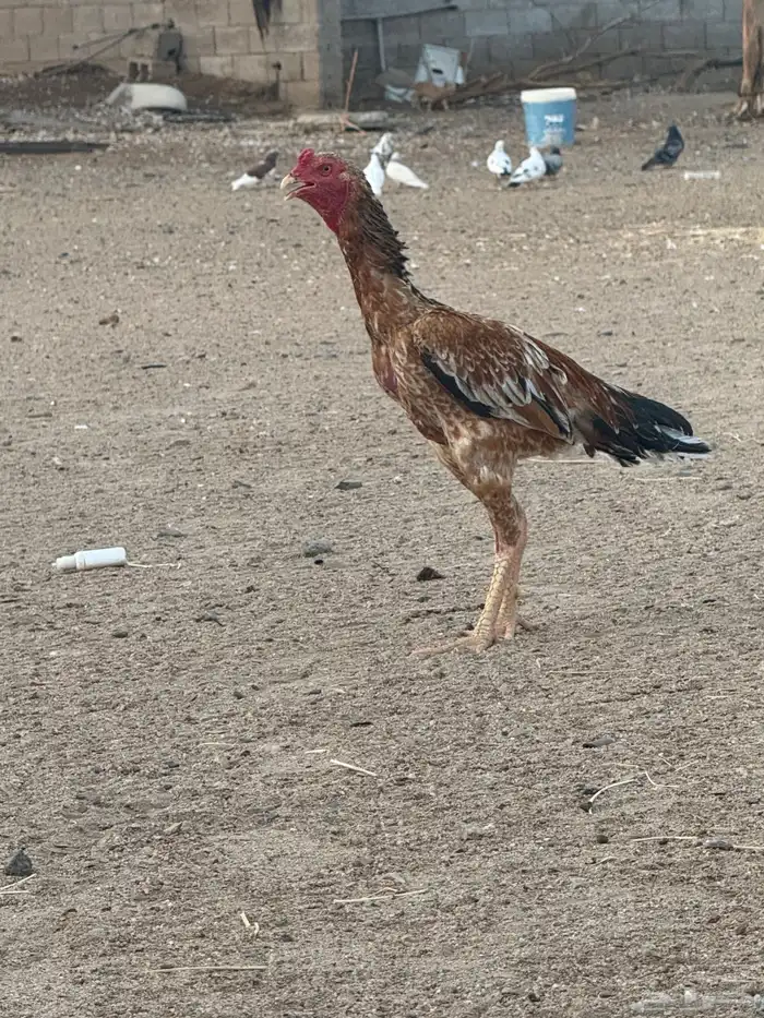 ديك سندي (تم البيع) 2