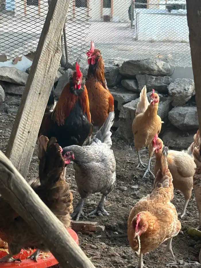 ديوك أمريكي مع دجاج بلدي تبارك الرحمن 9