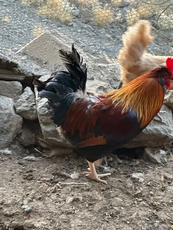 ديوك أمريكي مع دجاج بلدي تبارك الرحمن 14