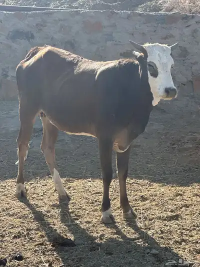 بقرة دافع index