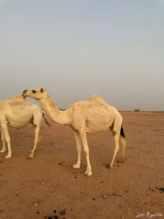 لقحات قريبات سليمات العذاريب 1