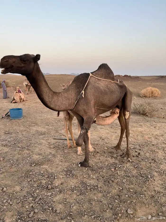 عشرا منيحه 5