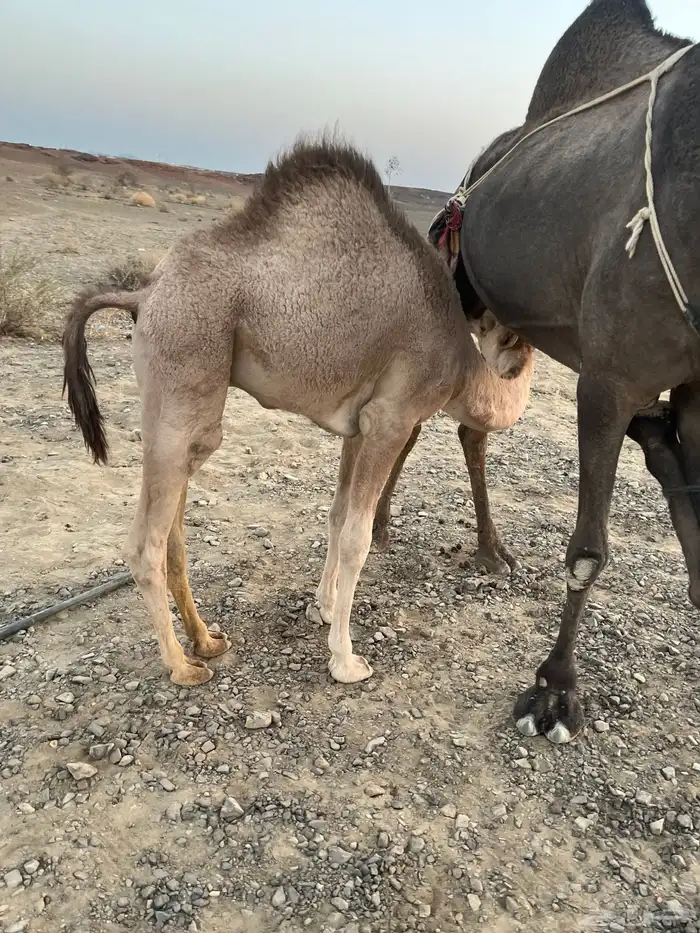 عشرا منيحه 3