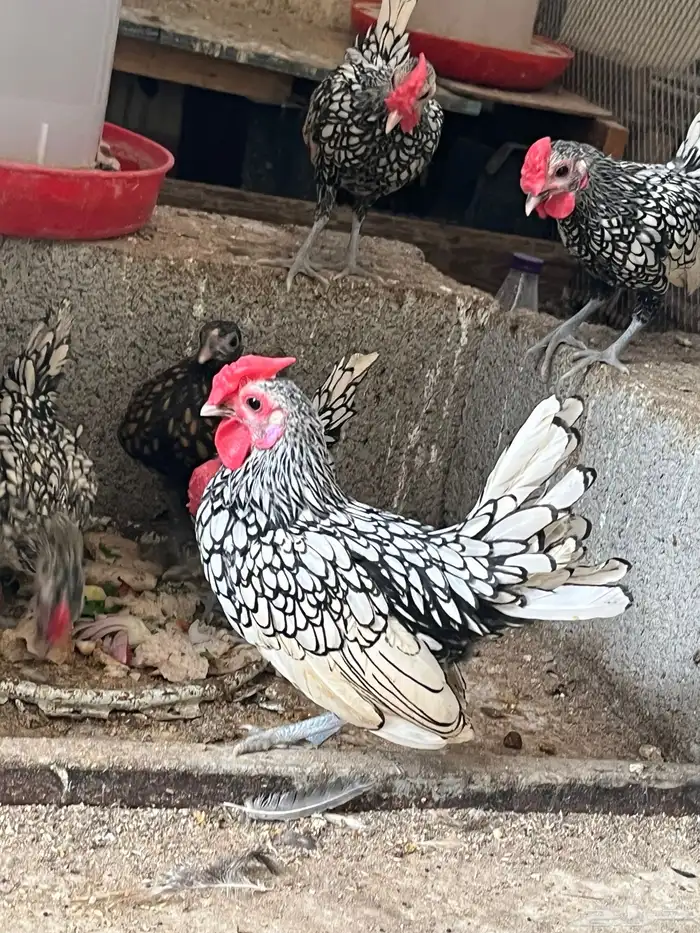 للبيع دجاج سبرايت شبابي 0