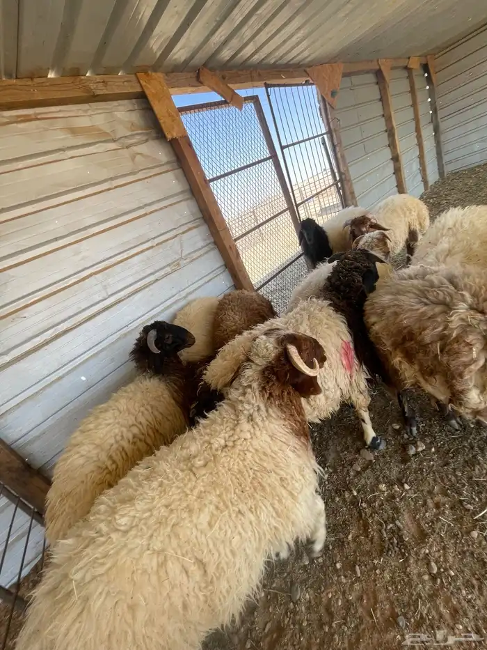 ذبايح ثلاجه ضيفه تمايم باسعار مناسبه 5