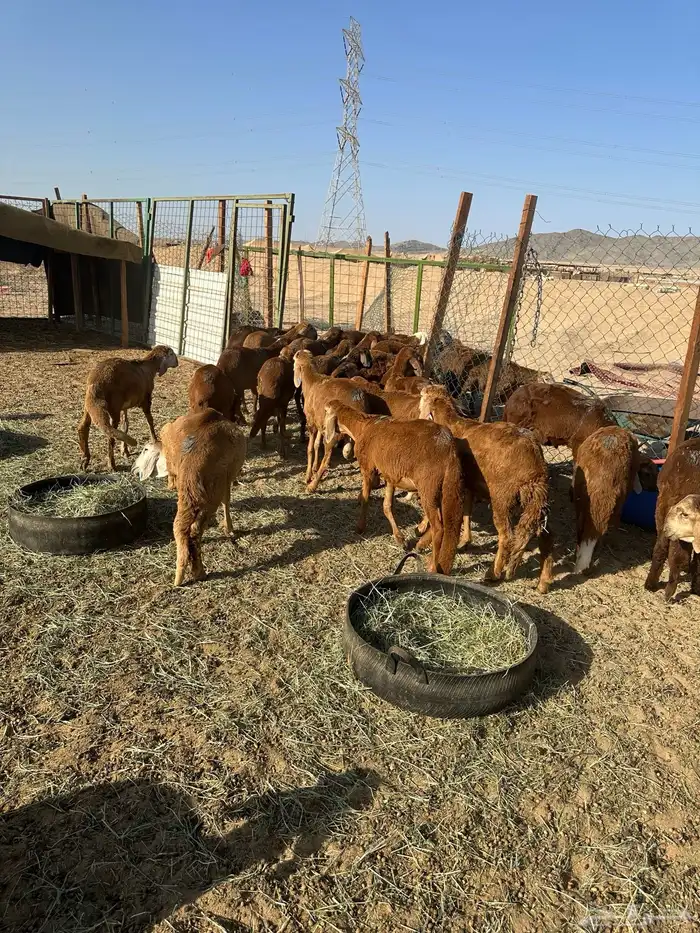 طليان سواكني حمري (تم البيع) 10