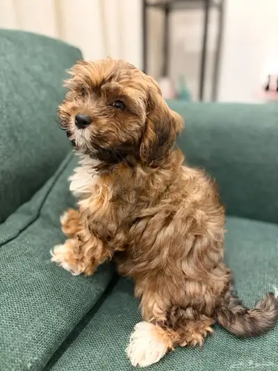 shih poo dogs for sale كلاب شيبو للبيع index