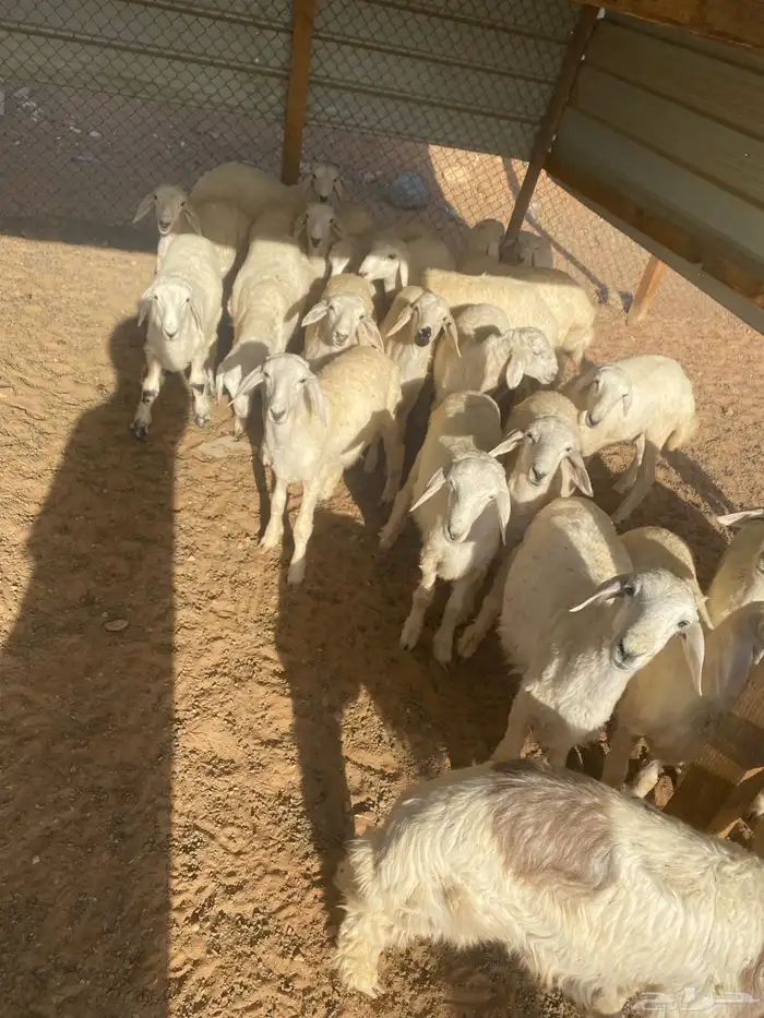 طليان 12