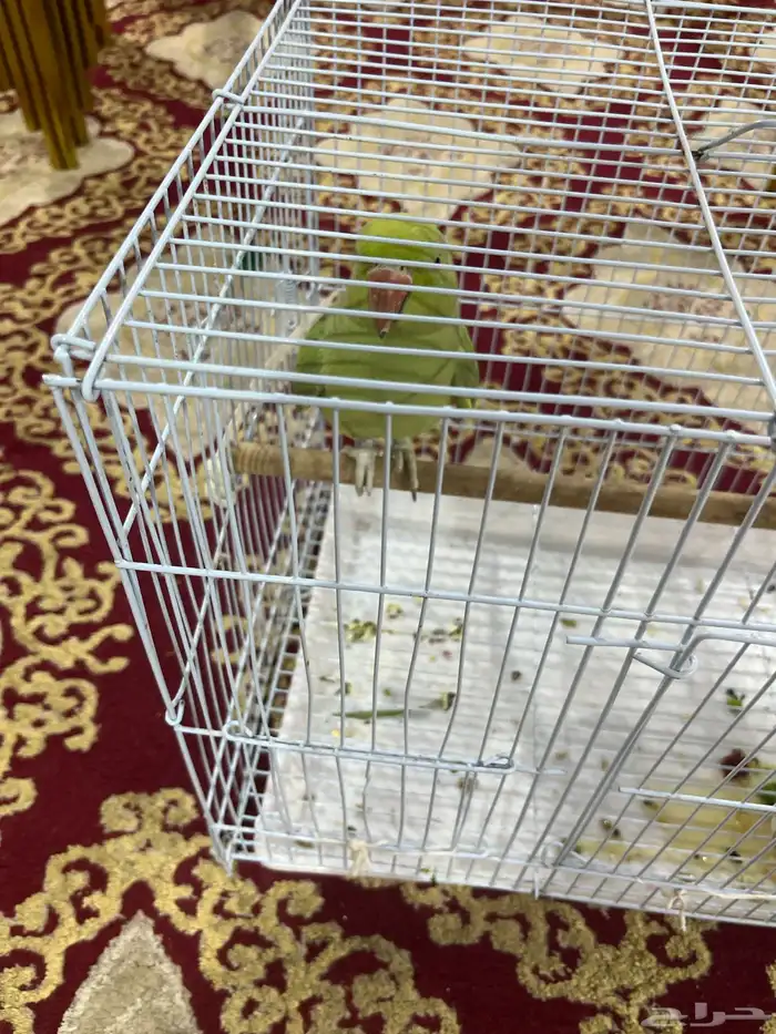 بغبغا للبيع 2