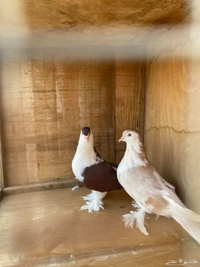 ازواج حمام 2