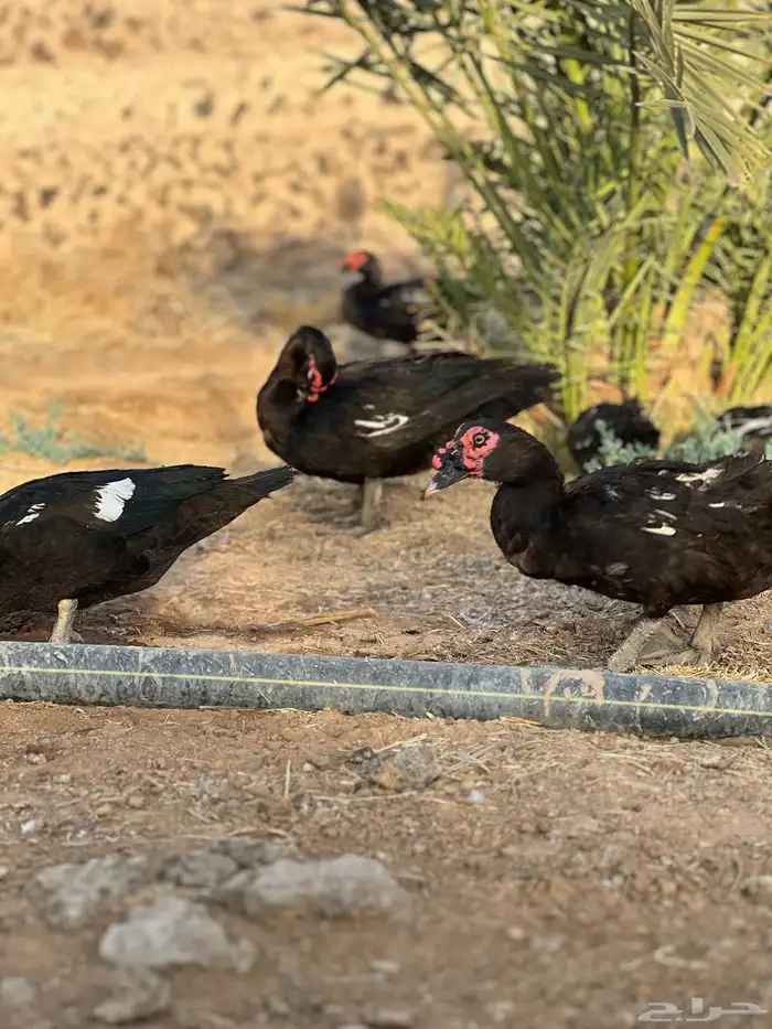 بط مصري 15