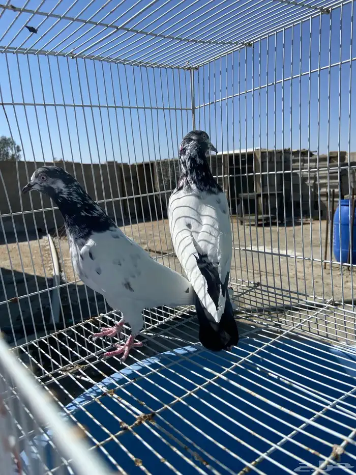 حمام للبيع على الشرط مطير في سباق ومحقق 1