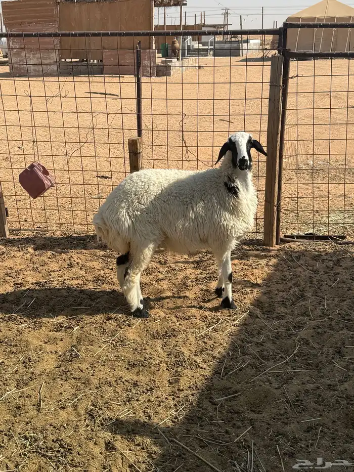 رخل طيبة ونظيفة 3