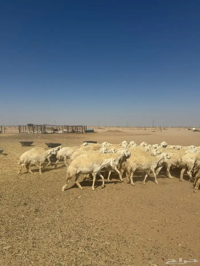 غنم صنف 7