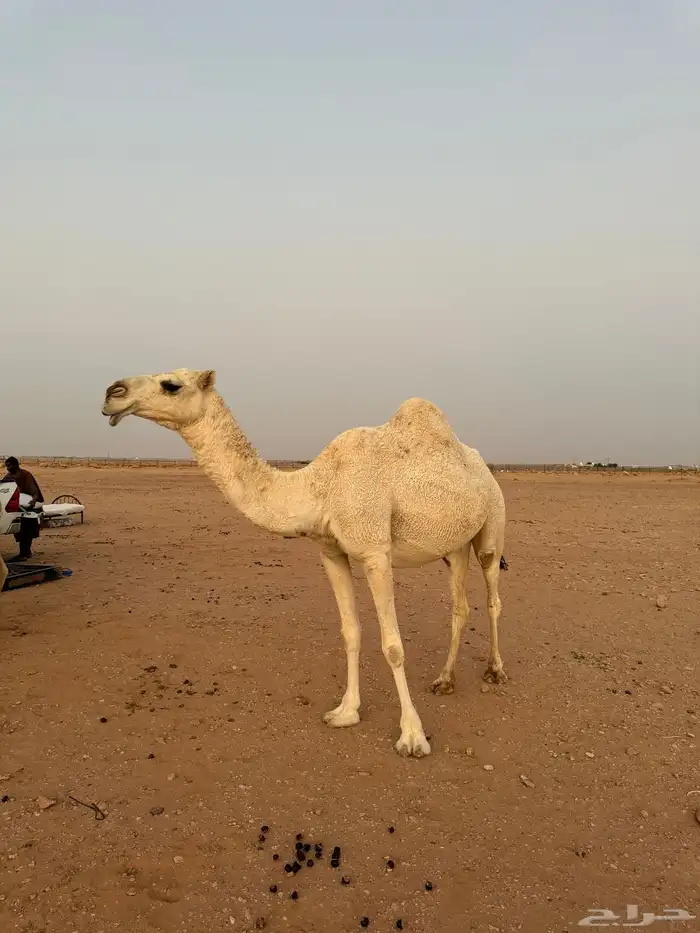 لقحات قريبات سليمات العذاريب 4