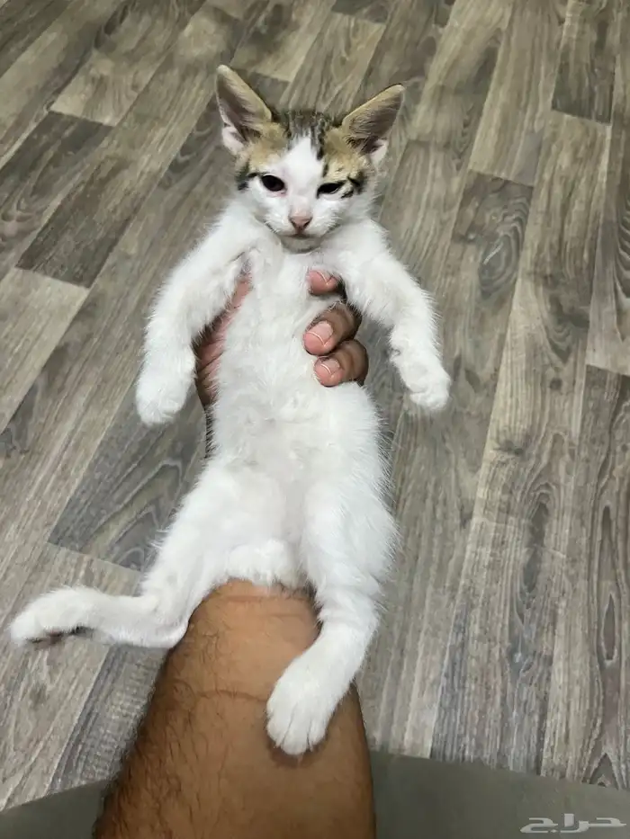 قطط لتبني 1