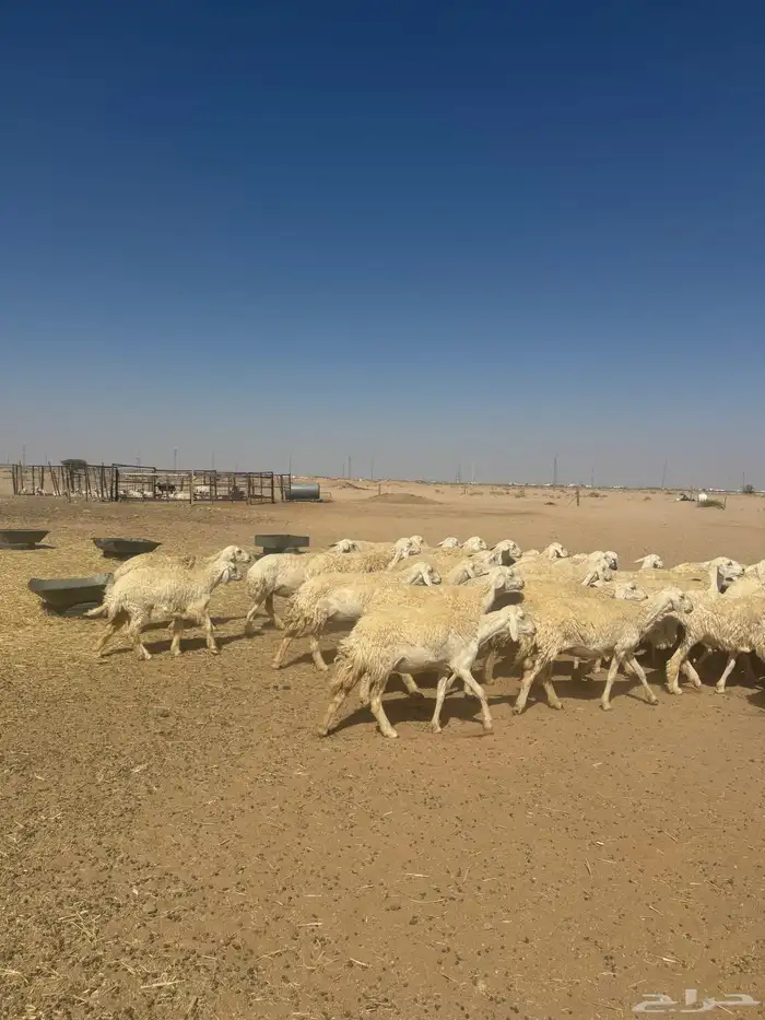 غنم صنف 6