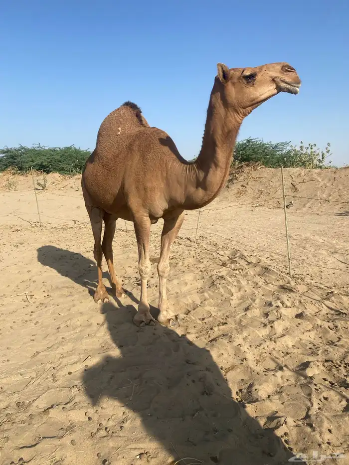 لقحه للبيع 1
